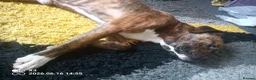 Mixed Breed dogs for sale: Beautiful Friendly Mixed Breed Male Billy in Edinburgh - Advert 6