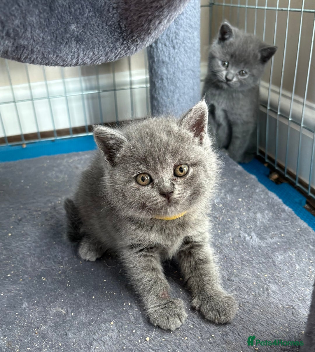 British Shorthair cats for sale: Adorable British Shorthair Kittens For Sale  - Advert 3