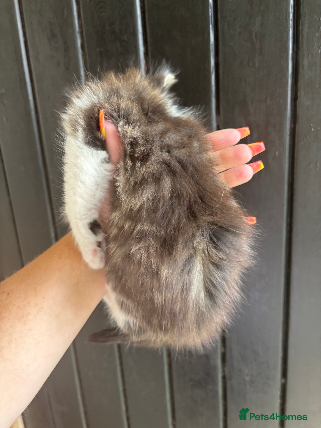 Maine Coon cats for sale: 2 female, 1 male ready for their forever home - Image 3