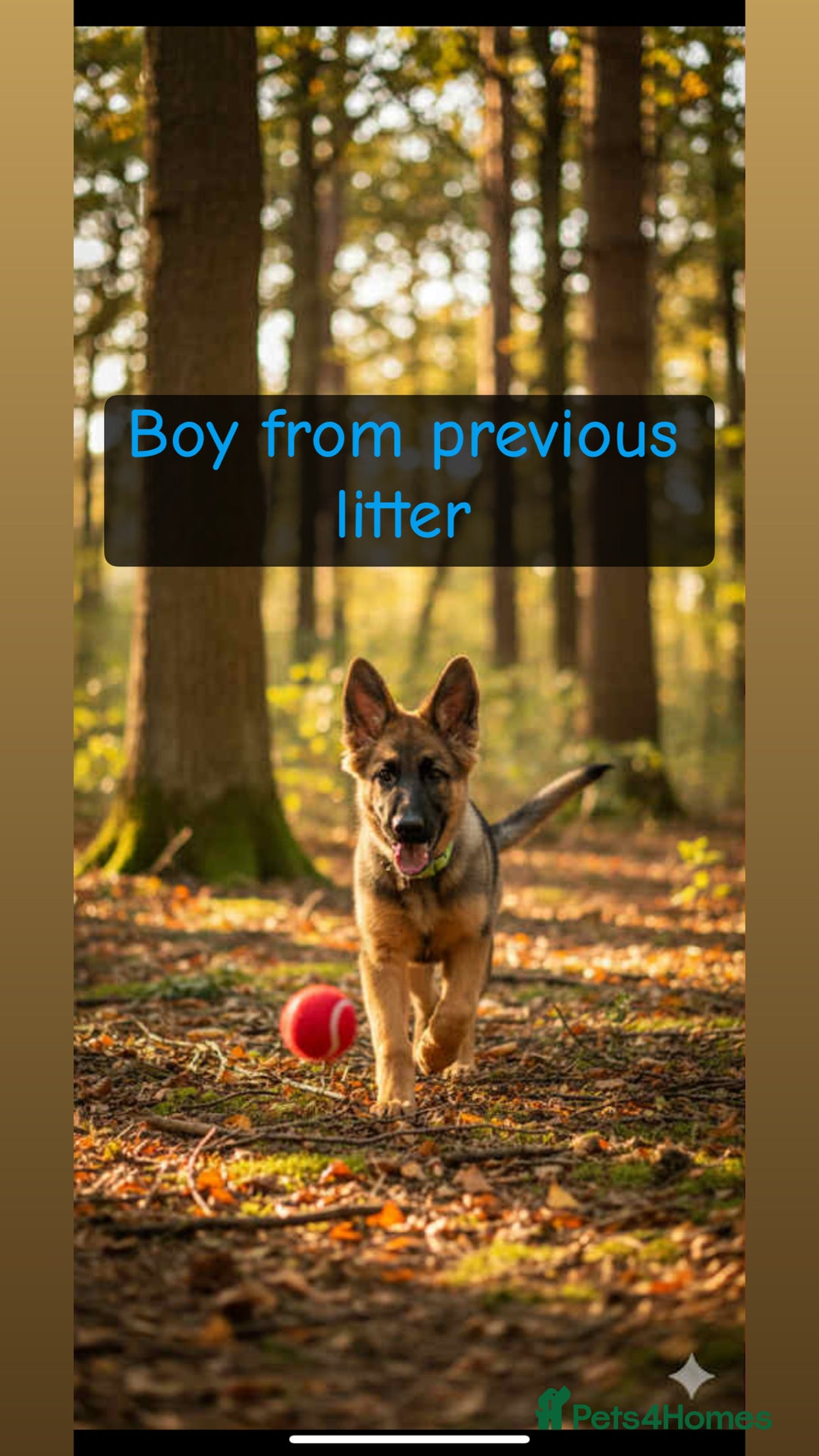 Shepsky dogs for sale: 9 beautiful Shepsky puppies in Doncaster - Advert 13