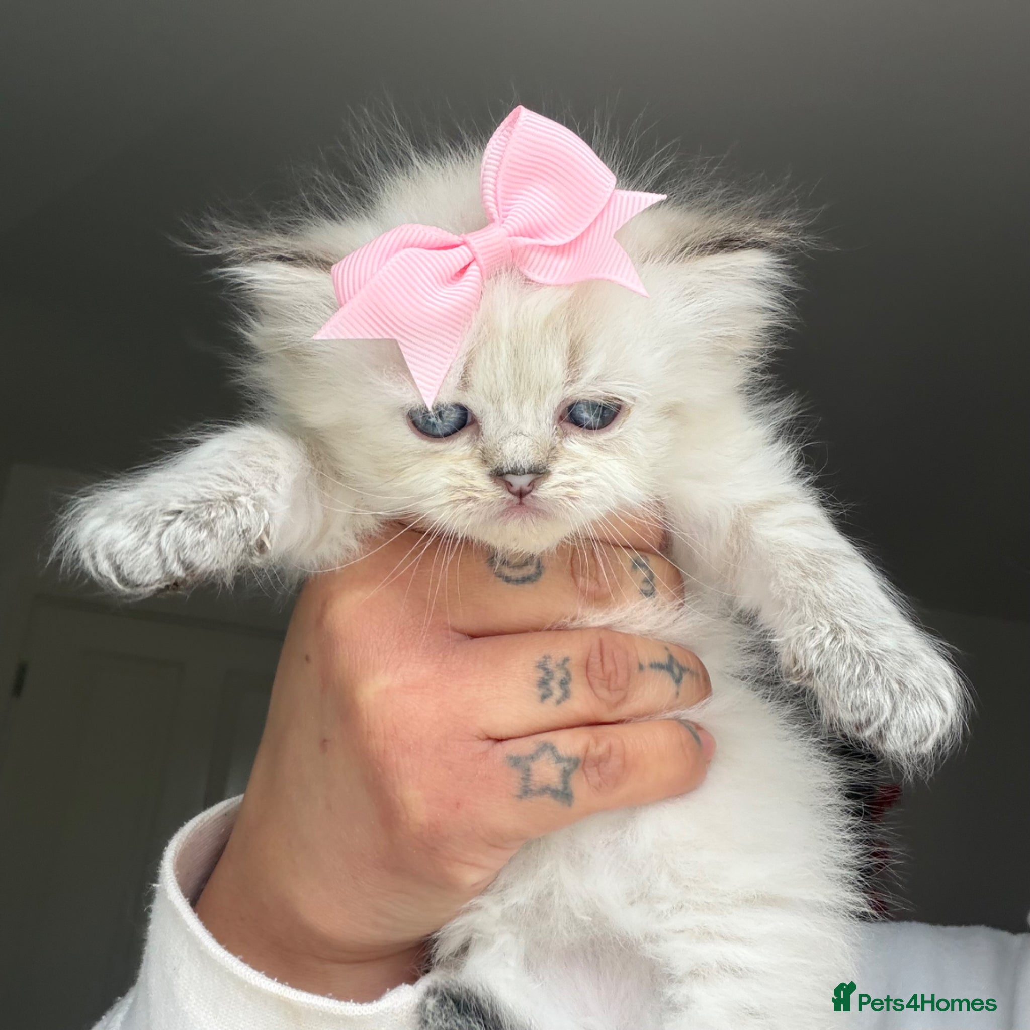 Persian cats 3 dollface Persian chinchillas available  - Advert 13