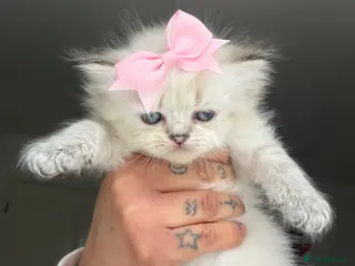 Persian cats 3 dollface Persian chinchillas available - Advert 13