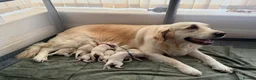 Golden Retriever dogs for sale: Gorgeous Golden Retriever Pups (last girl avail) - Advert 7