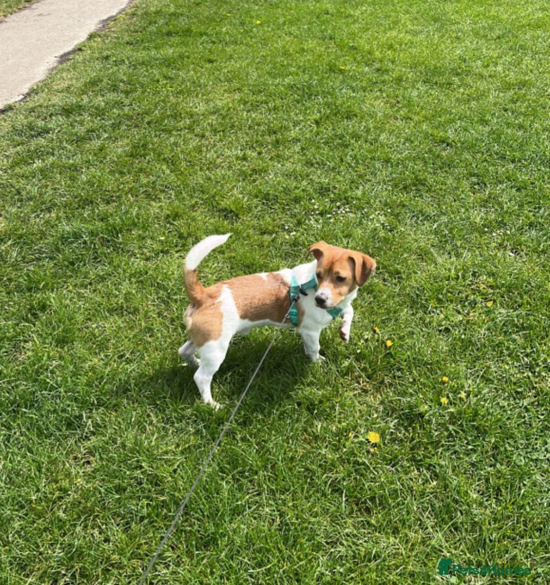 Mixed Breed dogs for sale: Jack Russell 3/4 1/4 chihuahua - Advert 4