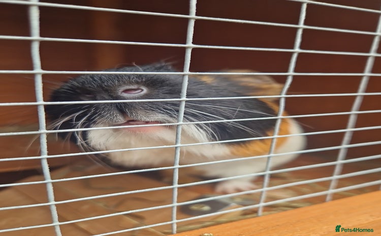 Guinea Pig rodents - Advert 15
