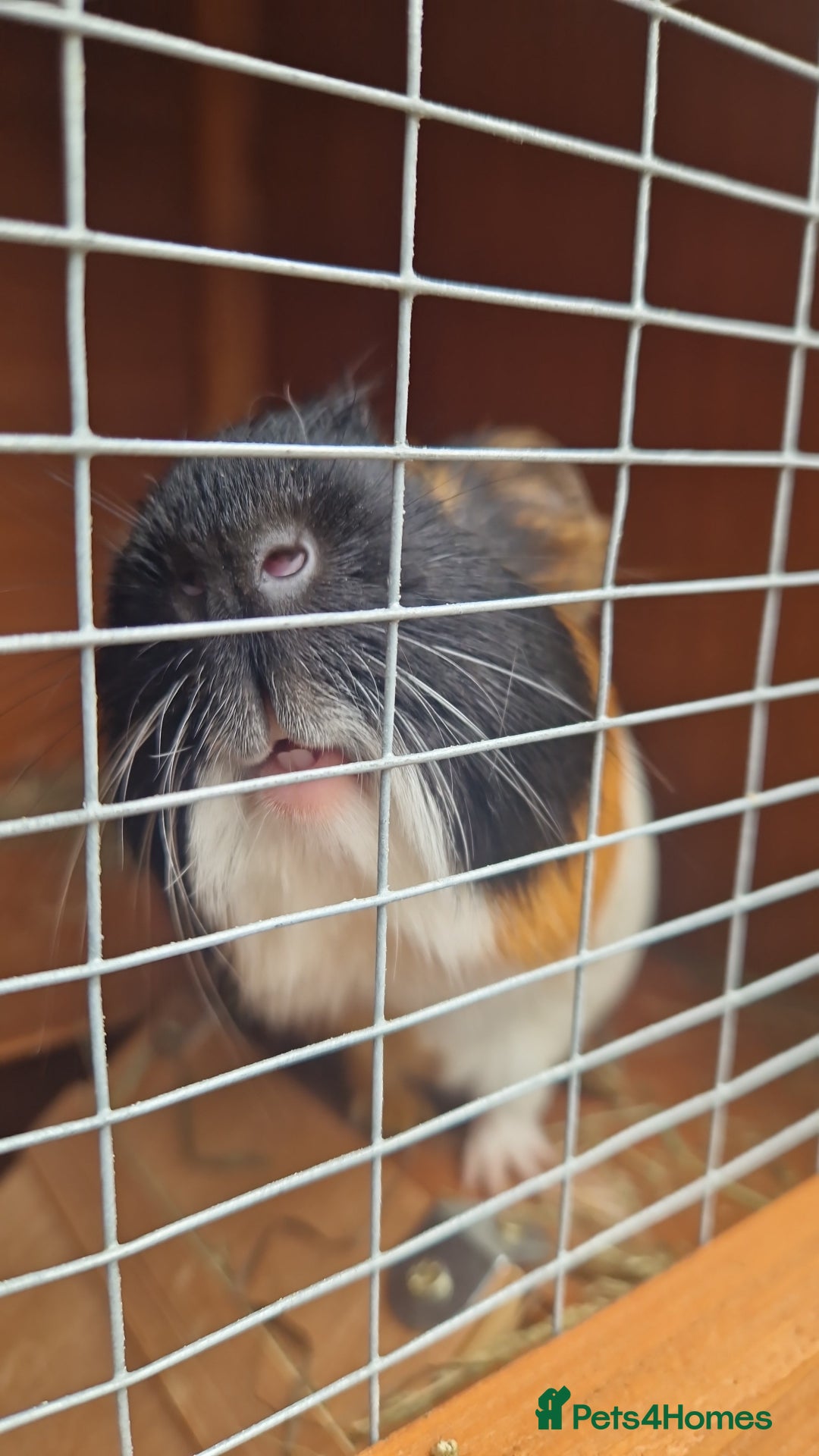 Guinea Pig rodents for sale: Male guinea pigs for sale - Image 1