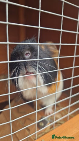 Guinea Pig rodents - Advert 15