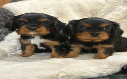 Cavalier King Charles Spaniel dogs for sale: Health tested cavalier King Charles spaniel pups  - Image 4
