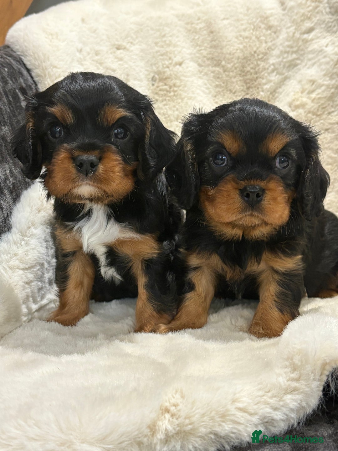 Cavalier King Charles Spaniel dogs for sale: Health tested cavalier King Charles spaniel pups  - Image 4