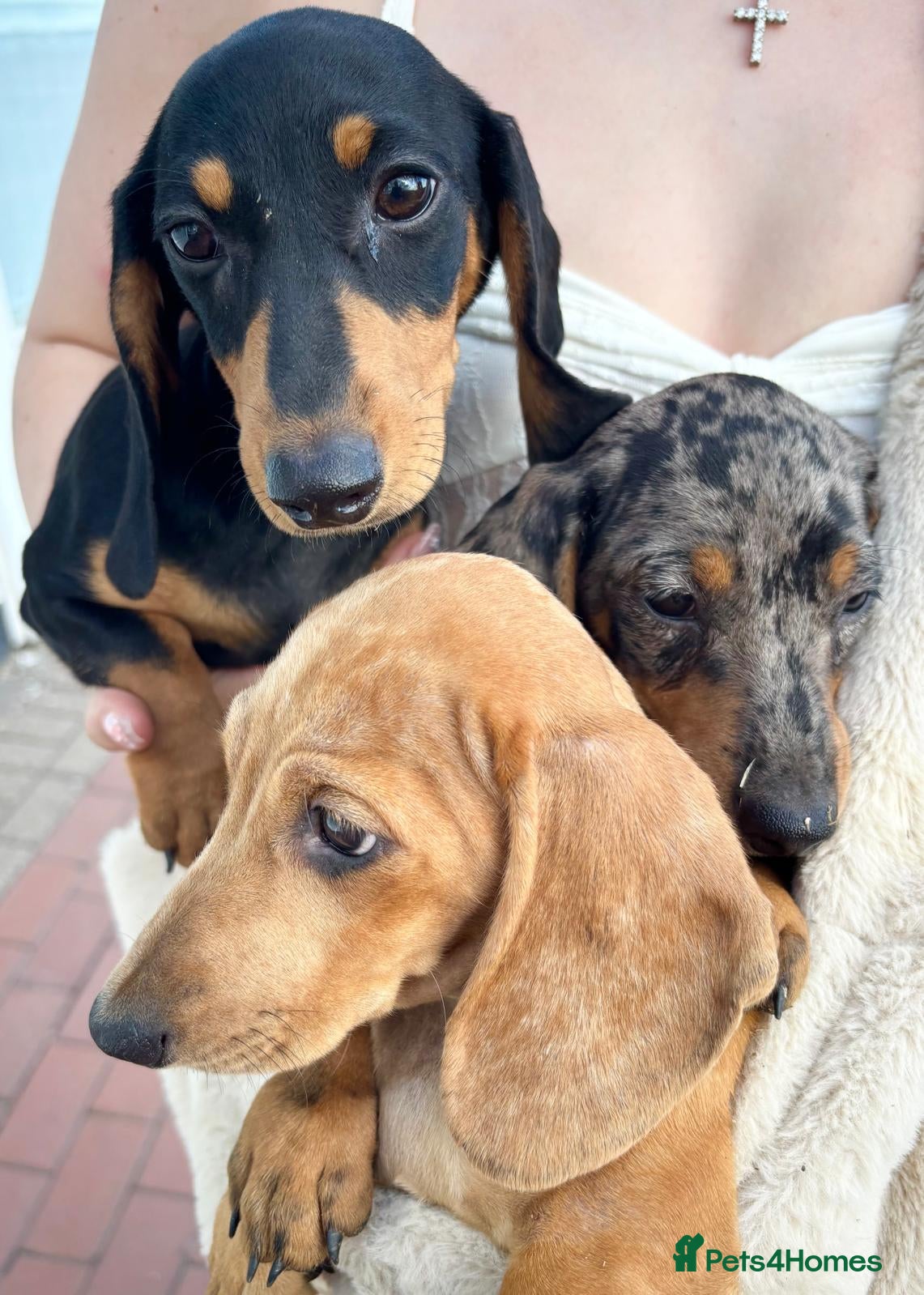 Miniature Dachshund dogs 5 Beautiful Miniature Dachshund Puppies For Sale - Advert 15