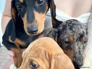 Miniature Dachshund dogs 5 Beautiful Miniature Dachshund Puppies For Sale - Advert 15