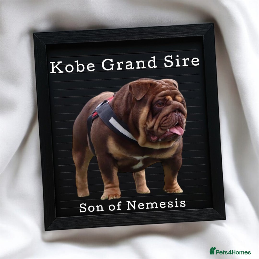 English Bulldog dogs for sale: KC Quality English Bulldogs  - Image 6