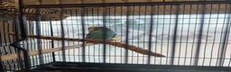 Budgerigars birds for sale: Married Budgerigars - Advert 3