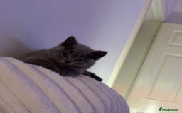 British Shorthair cats for sale: Prudence & pipers babies - Image 4