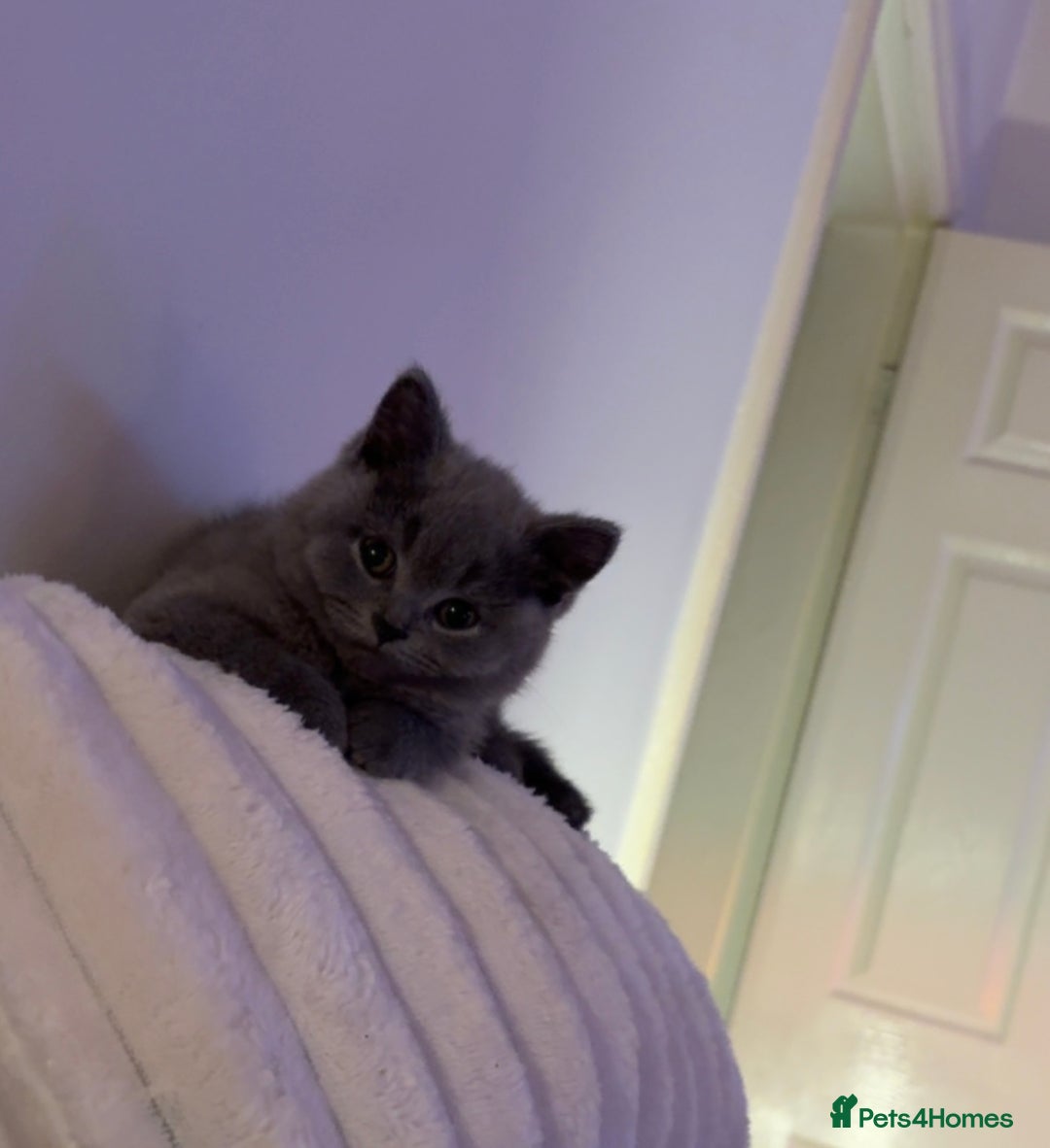 British Shorthair cats for sale: Prudence & pipers babies - Image 4