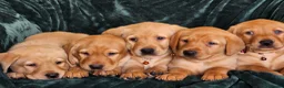 Labrador Retriever dogs for sale: ⭐⭐7 Beautiful Fox Red Labrador Pups Ready Soon!⭐⭐️ - Advert 8