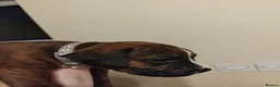 Mixed Breed dogs for sale: Beautiful Boxer x Cane corso puppies - Advert 13