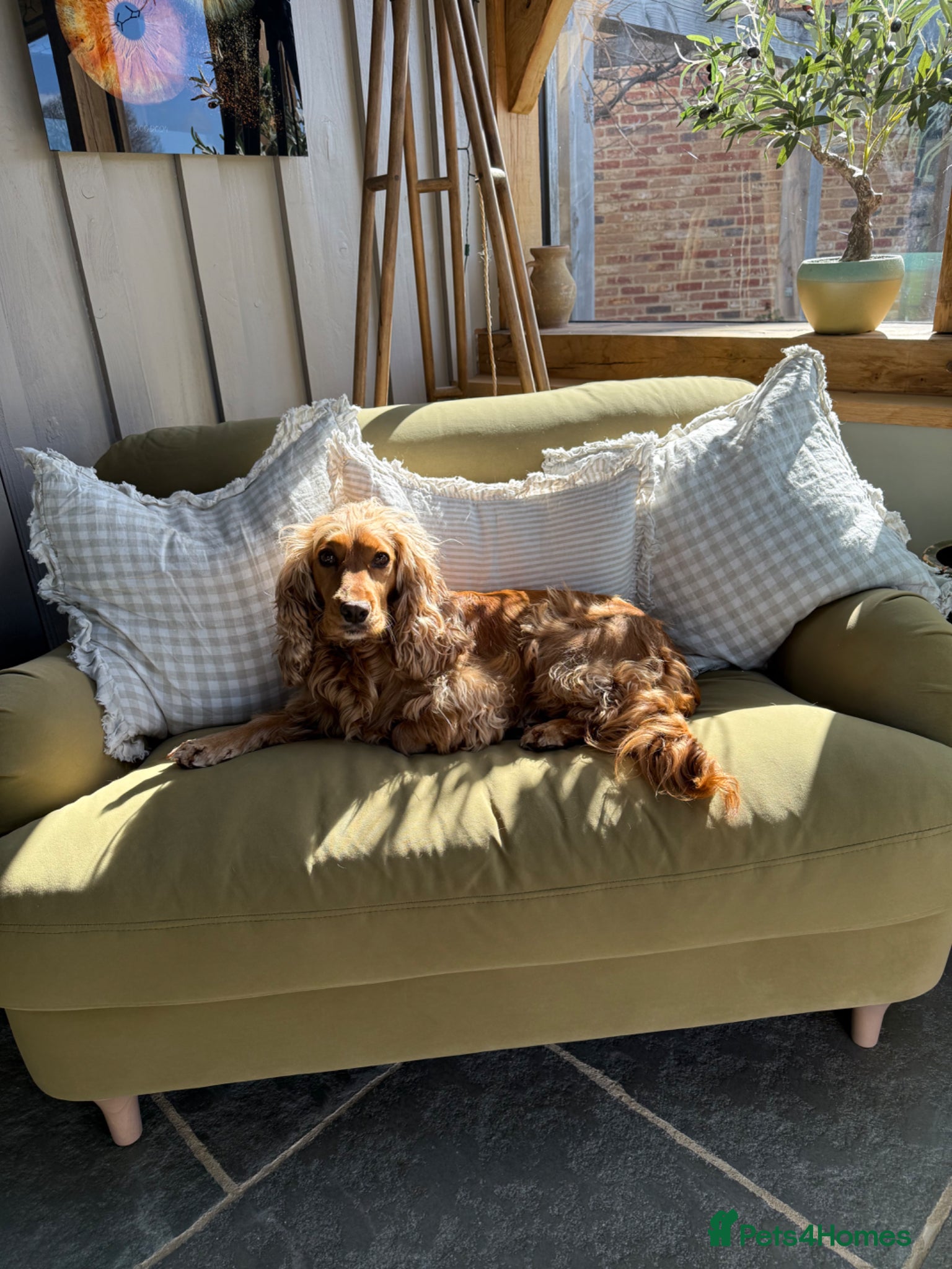 Cocker Spaniel dogs ✨Golden English show type cockerspaniel✨ - Advert 3