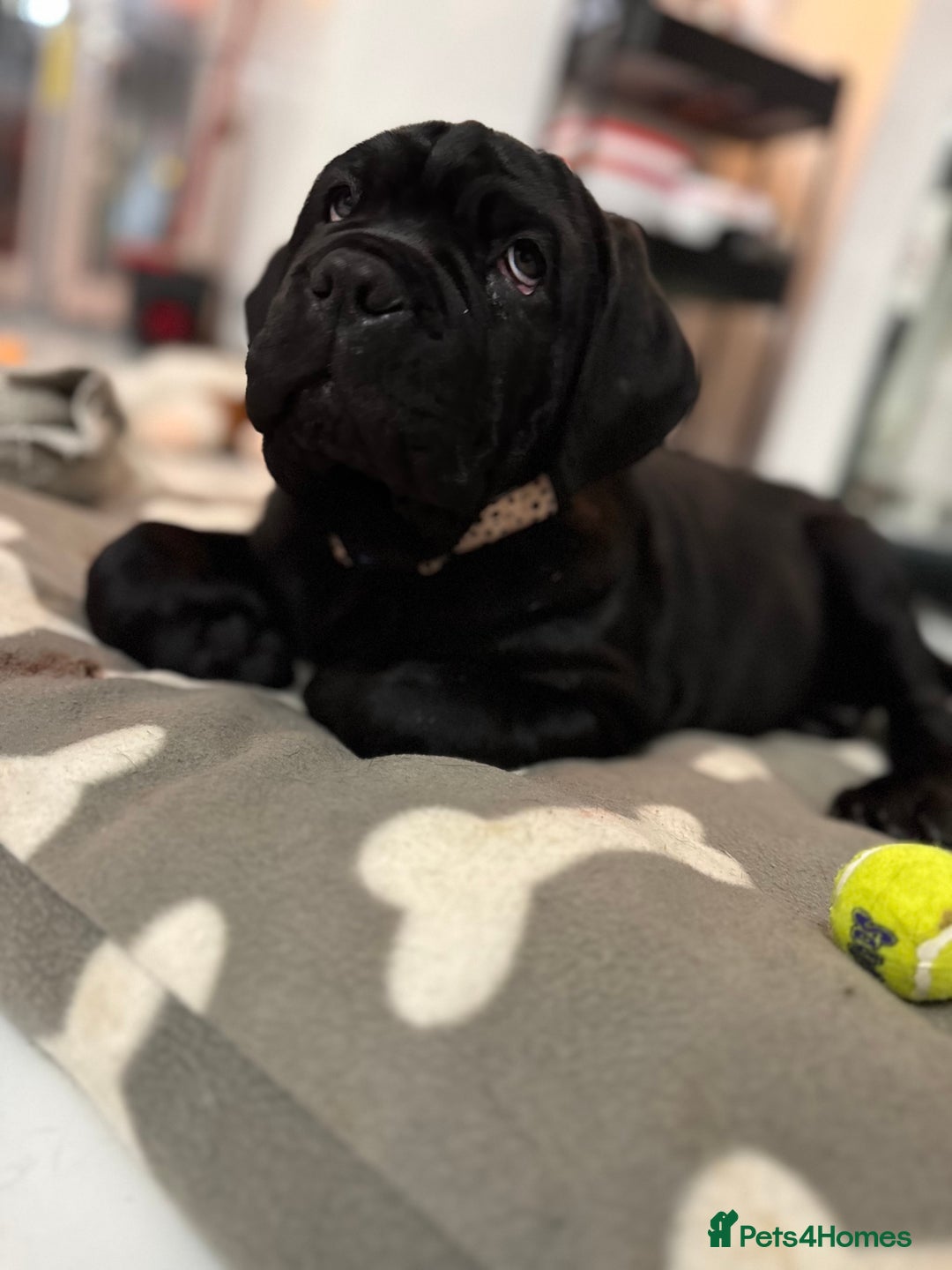 Mastiff dogs for sale: 2 Neapolitan mastiff puppies black girls  - Advert 5