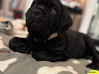 Mastiff dogs Mastiff puppies (Neapolitan) - Advert 2
