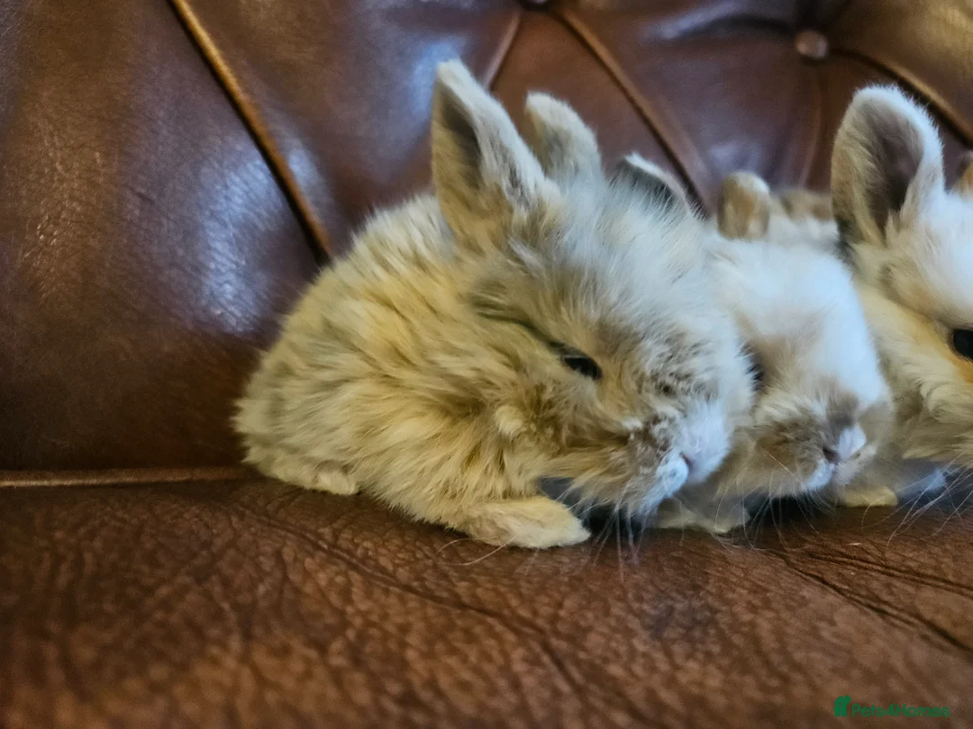 Mixed Breed rabbits for sale: Tri coloured lion heads - Advert 5