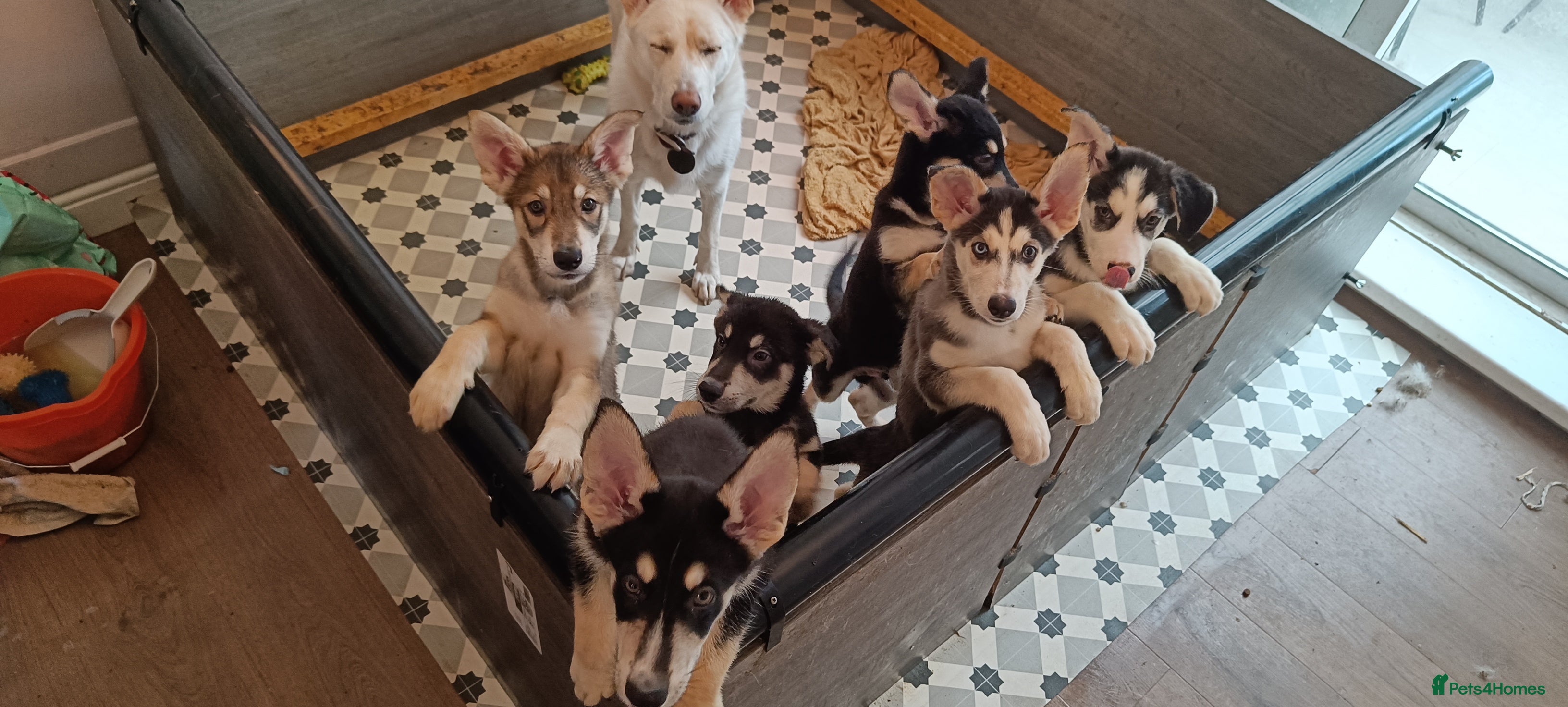 Shepsky dogs 9x Gorgeous Shepsky Puppies available 31/01 - Advert 2