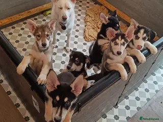 Shepsky dogs 9x Gorgeous Shepsky Puppies available 31/01 - Advert 2