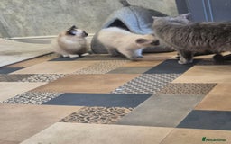 Ragdoll cats for sale: 4 ragdolls ready to leave now  - Image 30