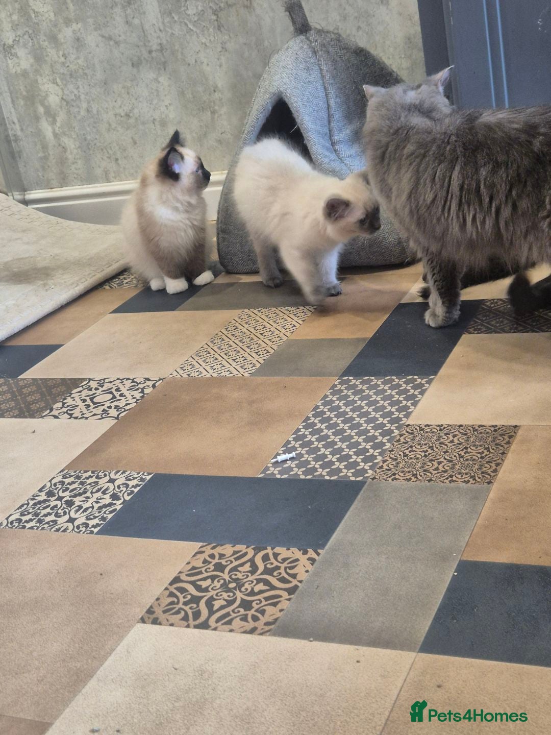 Ragdoll cats for sale: 4 ragdolls ready to leave now  - Image 30
