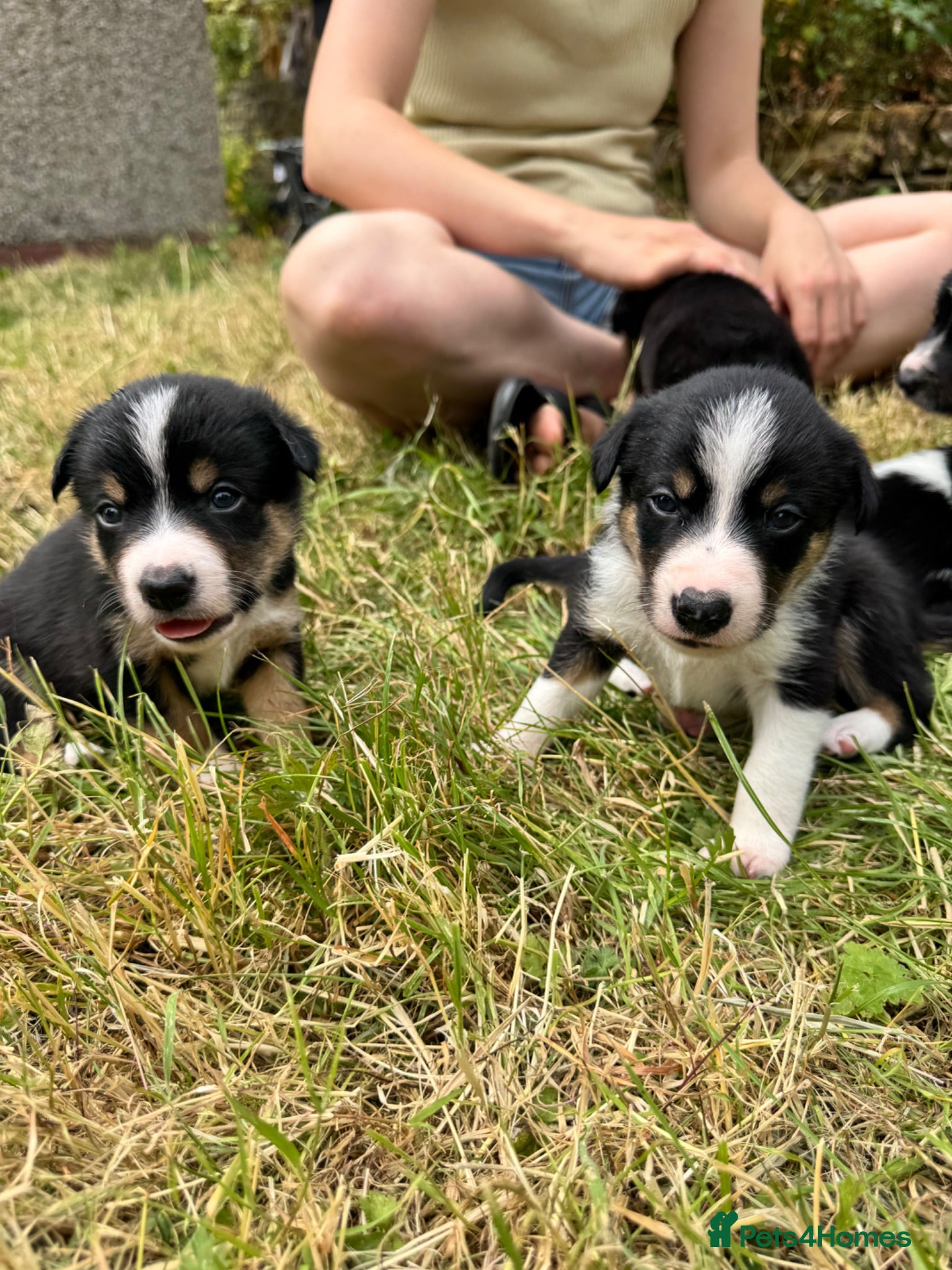 Border Collie dogs 7 tri color short hair collies from working parent - Advert 4