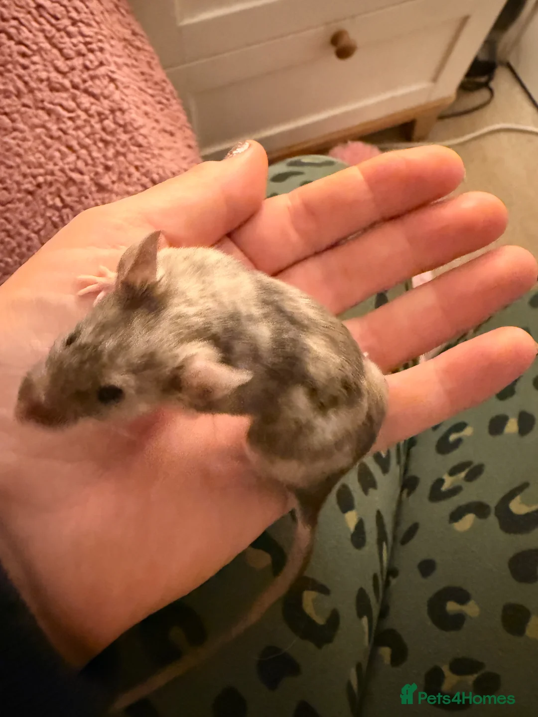 Mouse rodents for sale: Two sweet male mice  in ELY - Advert 2