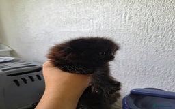 Persian cats for sale: Exotic Persian x ragx - Image 3