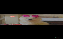 Maltipoo dogs for sale: Toy Maltipoos puppy girl available to collect now  - Image 5