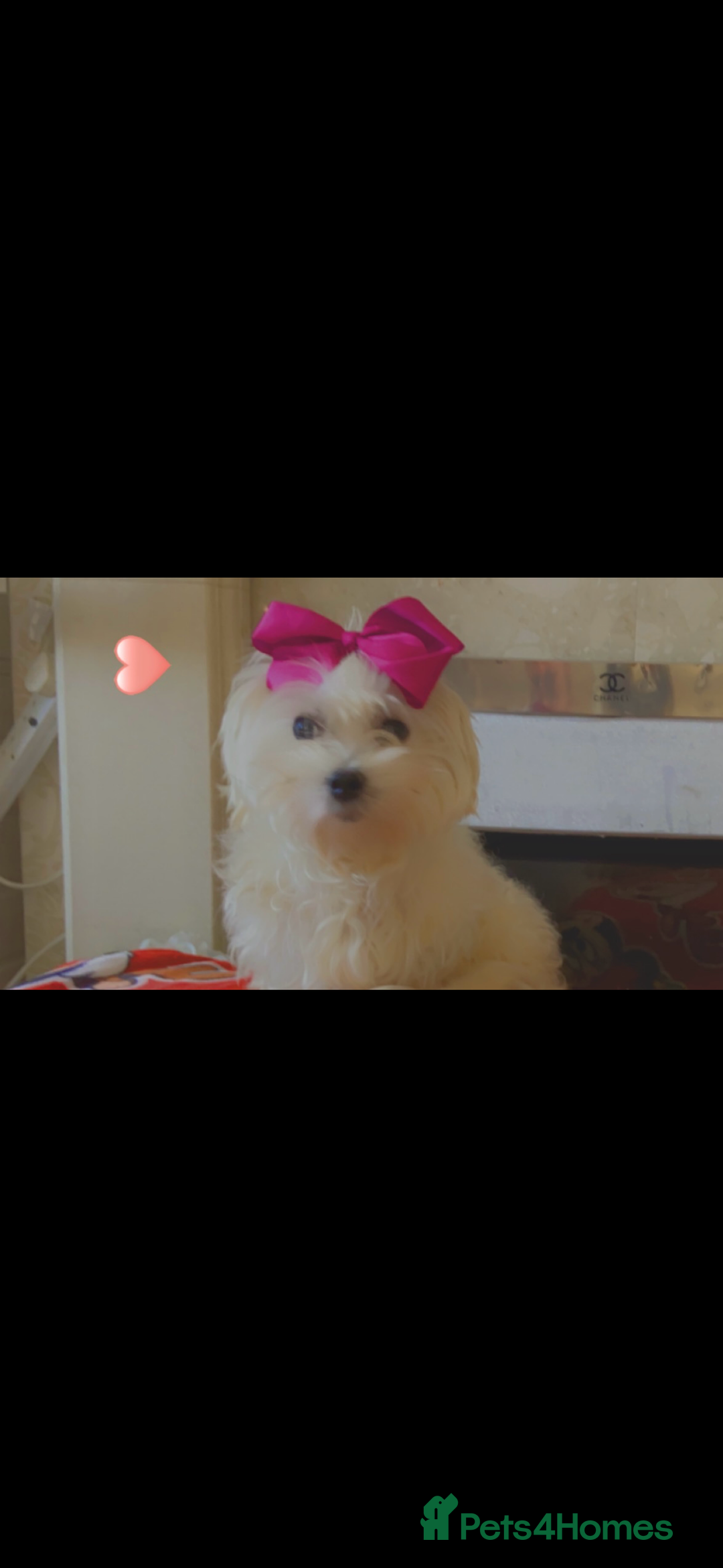 Maltipoo dogs for sale: Toy Maltipoos puppy girl available to collect now  - Image 5
