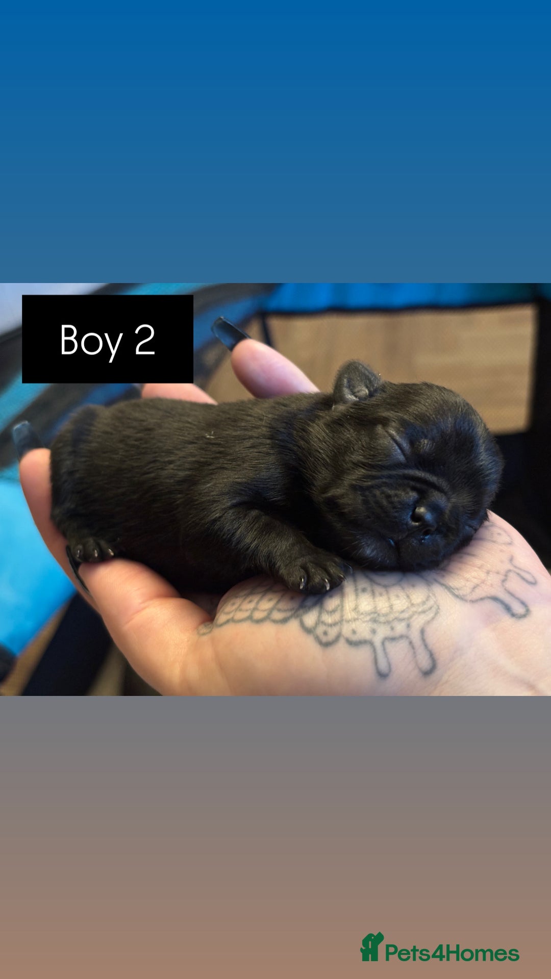 Mixed Breed dogs for sale: Puppies for sale - Advert 8