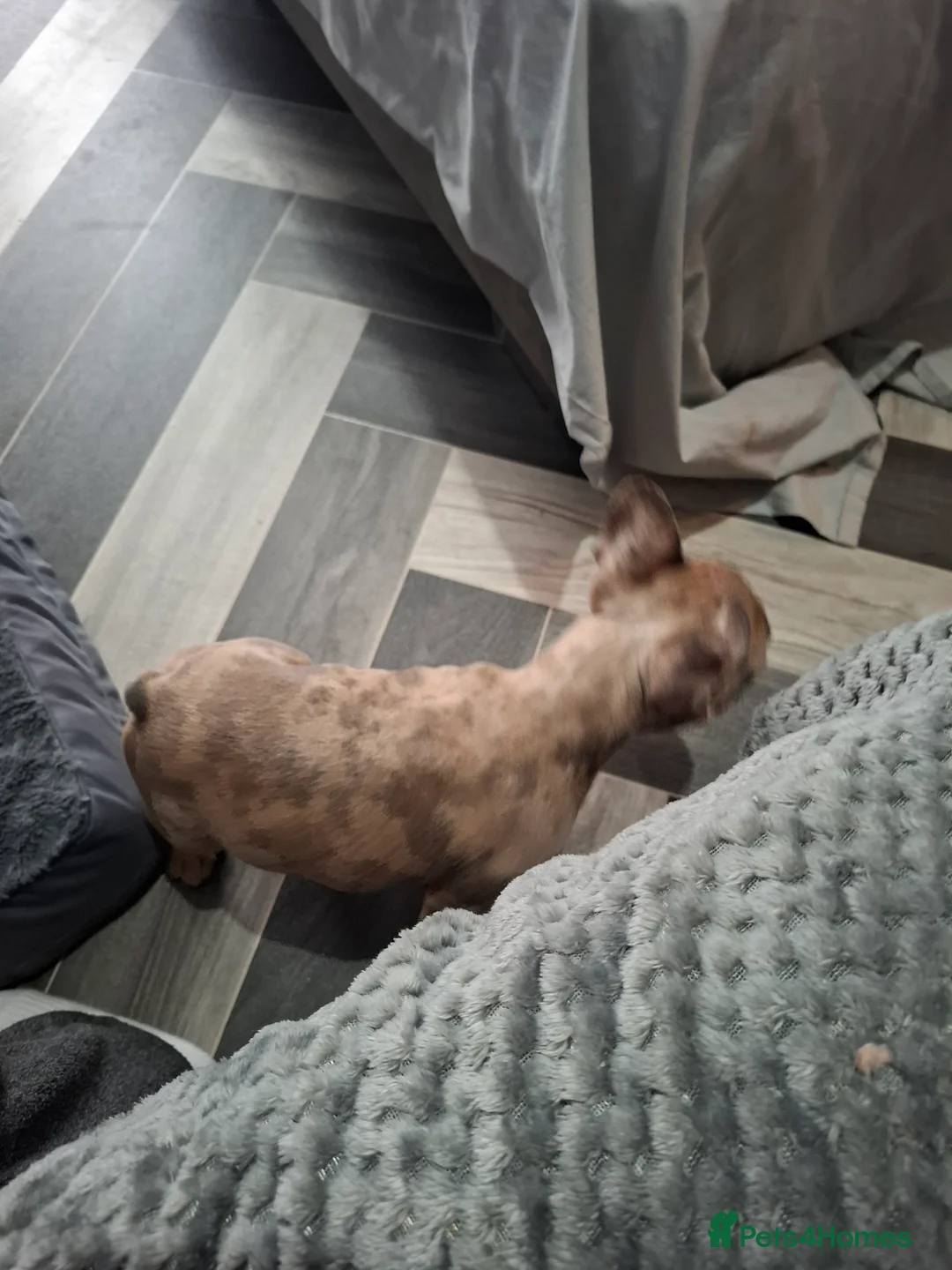 French Bulldog dogs for sale: Kc Registered Merle French Bulldog puppy in Birmingham - Advert 5