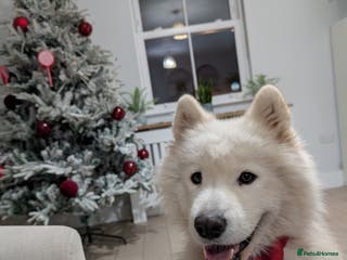 Samoyed dogs Beautiful KC Registered Samoyed – 1 Year Old - Advert 16