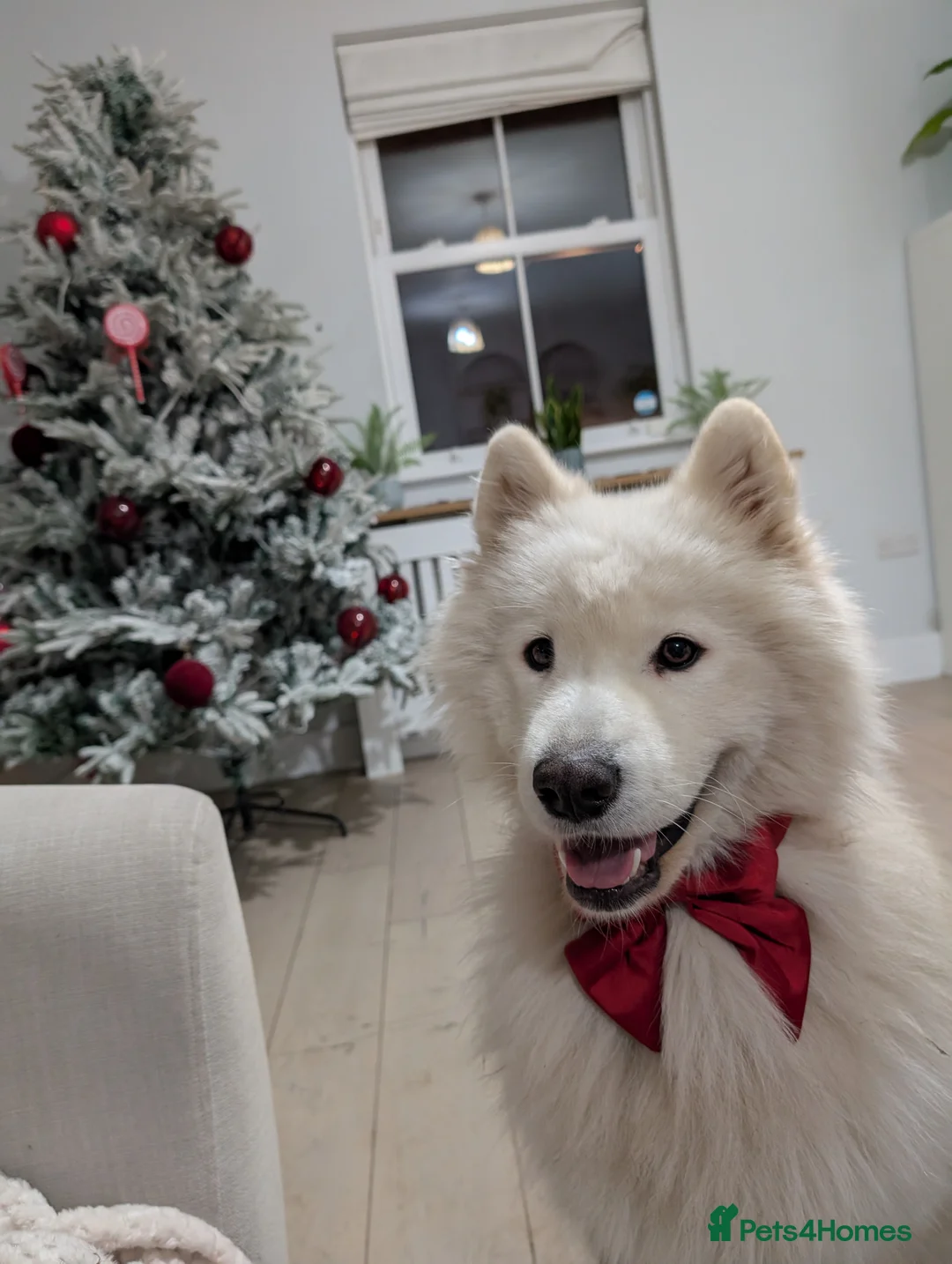 Samoyed dogs for sale: Beautiful Samoyed Echo – 1 Year 11 months - Advert 1