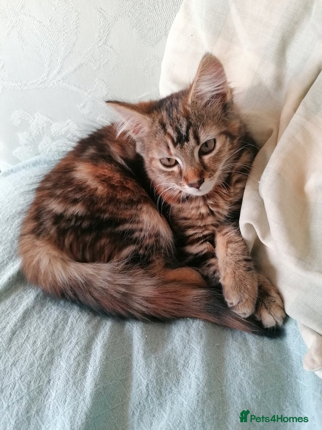 Mixed Breed cats for sale: Bengal Norwegian forest cross kitten  - Advert 1