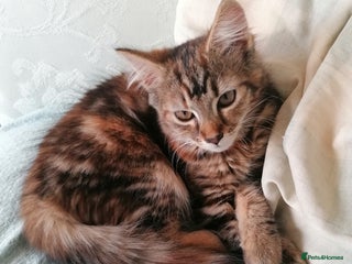 Mixed Breed cats Bengal Norwegian forest cross kitten - Advert 1