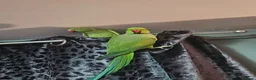 Parakeets birds for sale: Pair of Indian ringneck parrakeets in Sheffield - Advert 3