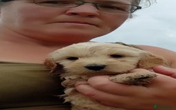 Cockapoo dogs for sale: Cockapoo pups  - Image 4