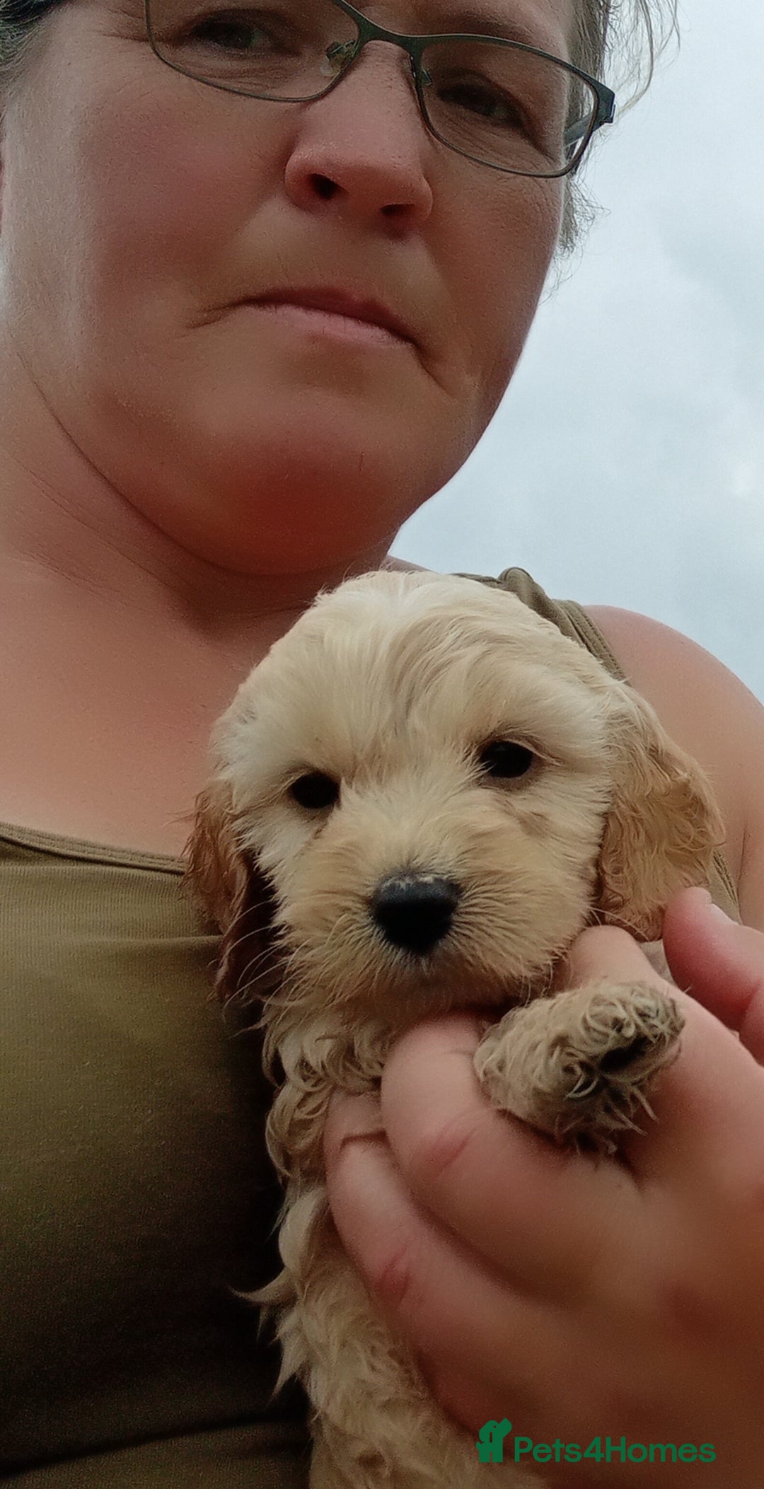 Cockapoo dogs for sale: Cockapoo pups  - Image 4