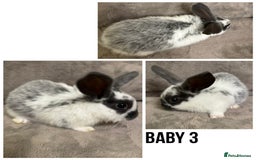 Dwarf Lop rabbits for sale: Baby Dwarf Lop Bunnies - Advert 4