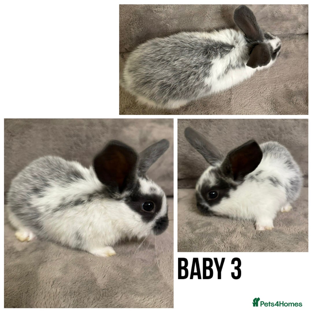 Dwarf Lop rabbits for sale: Baby Dwarf Lop Bunnies - Advert 4