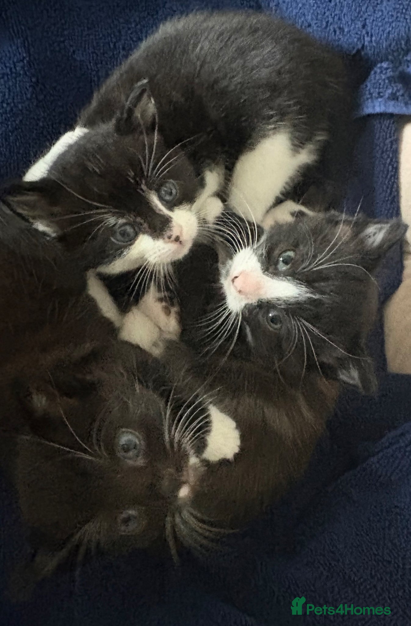 British Shorthair cats Black and white kittens  - Advert 1