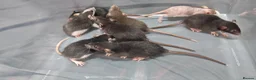 Rat rodents for sale: Gorgeous fancy dumbo rats - Advert 9