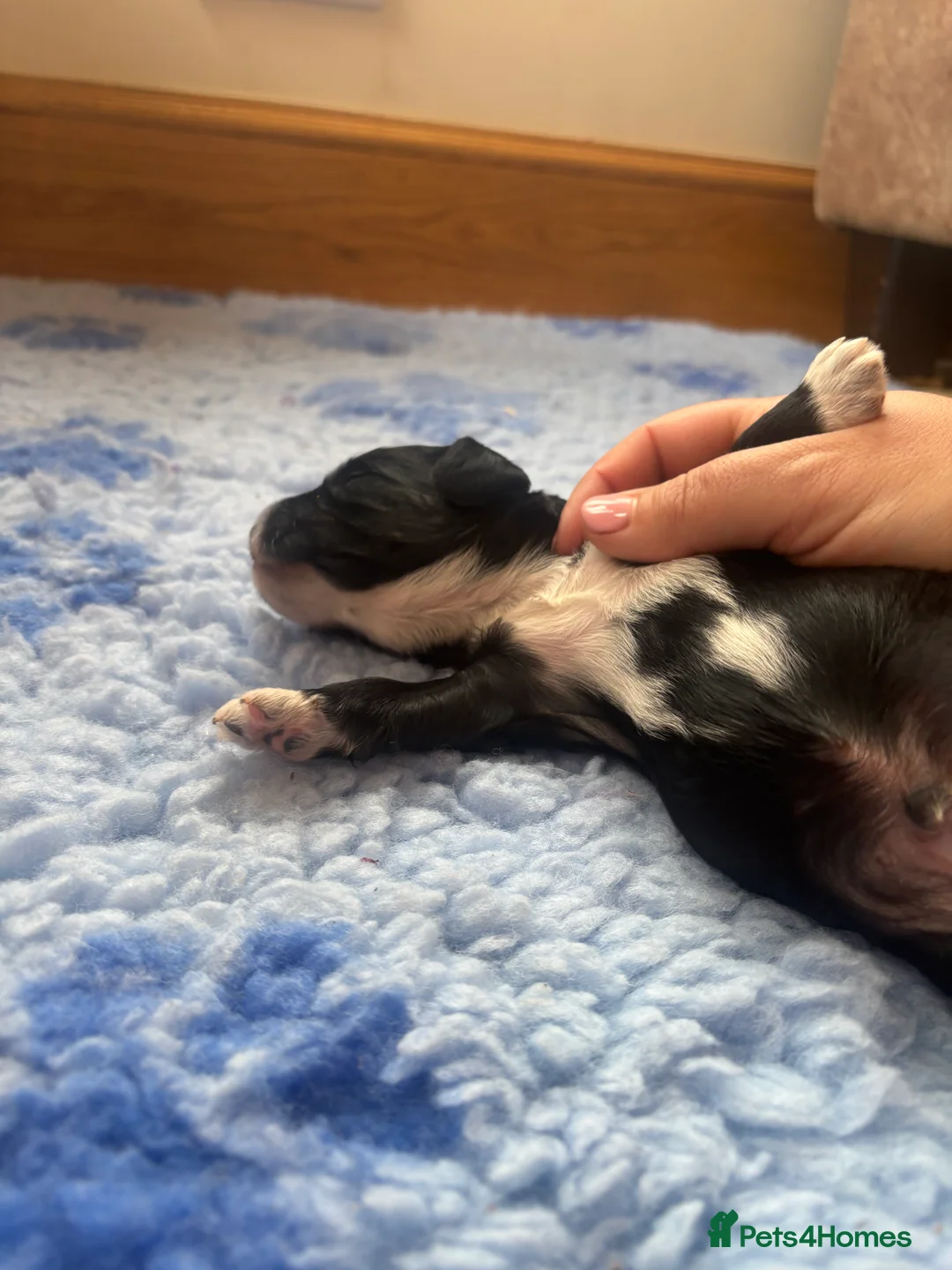 Cockapoo dogs for sale: 🐣Toy Cockapoo Puppies 🌸 - Advert 12