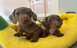 Miniature Dachshund dogs for sale: One Dapple Boy Remains  - Image 5