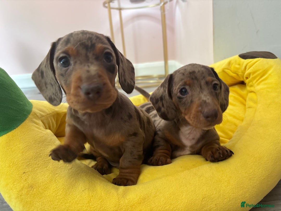 Miniature Dachshund dogs for sale: One Dapple Boy Remains  - Image 5